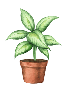 The Plant Story